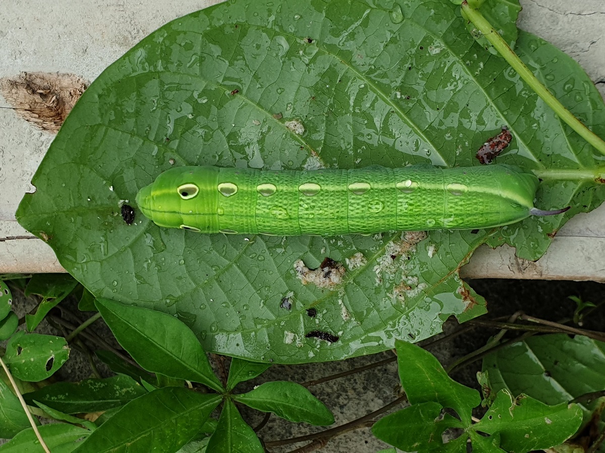 ▲有網友在工作時驚見一種「綠色巨型蟲」，乍看之下很像蠶寶寶，讓他不禁好奇詢問「這到底是什麼蟲？」對此，內行一看秒解。（圖／翻攝自臉書社團「爆系知識家」）