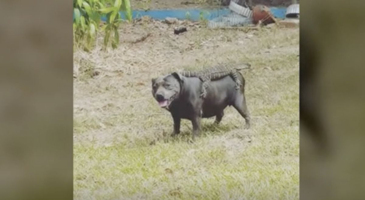 ▲蜥蜴趴在狗的背上10分鐘！主人驚呆。（圖／AP美聯社&Jukin Media）