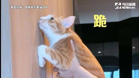 ▲Youtube頻道「傲嬌爸的養貓日常」，對貓咪進行靠牆測試。（圖／傲嬌爸的養貓日常