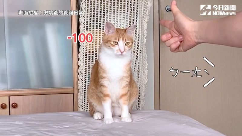 影/主人實測貓咪智商 這「舉動」竟讓牠主動撒嬌討摸