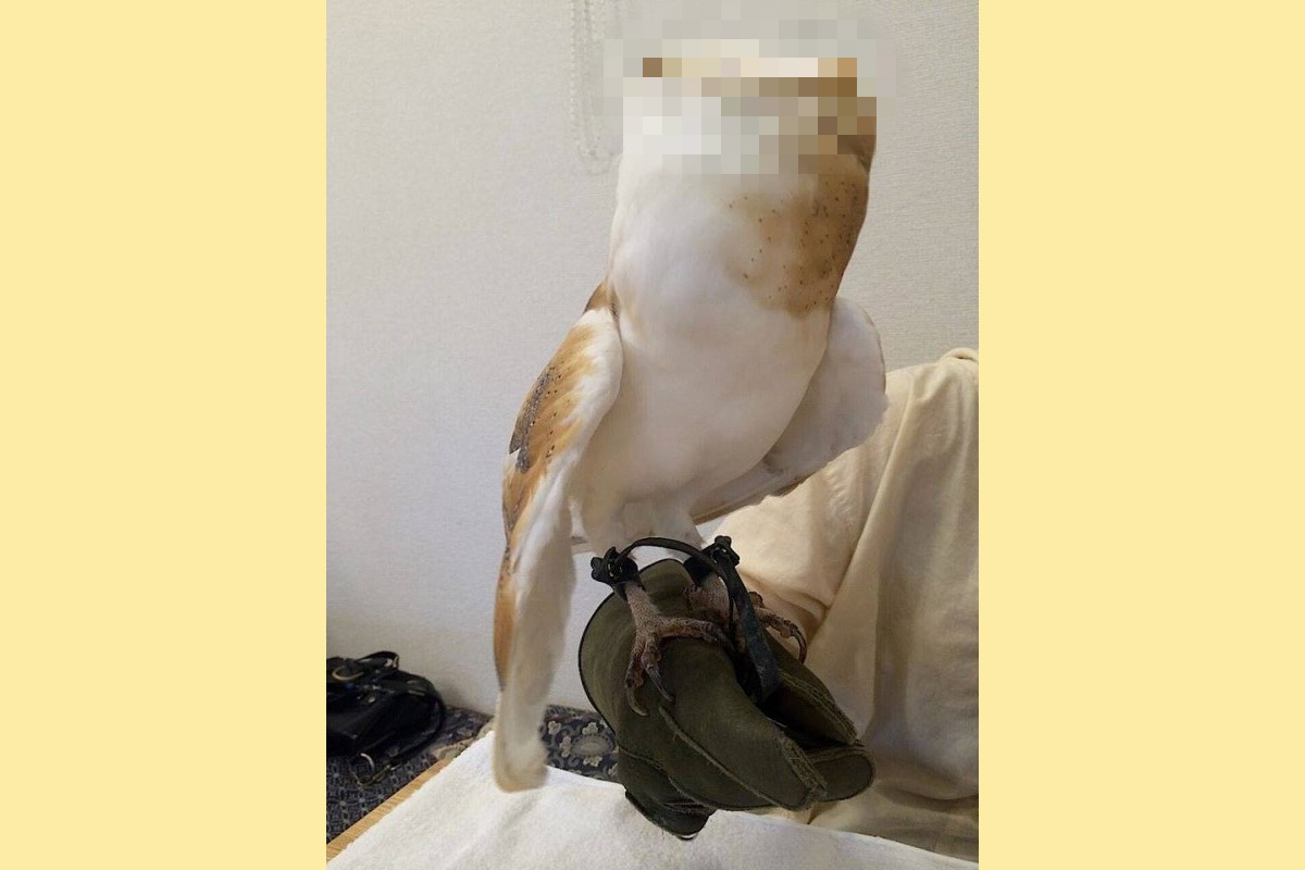 ▲國外一名飼主的手上竟有一好大的「杏鮑菇」？（圖／FB帳號Birb memes）