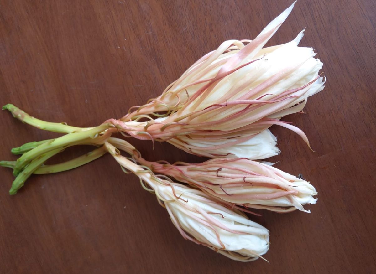 ▲近日有女子發現自家社區附近開了數朵「罕見花」，就連保全與隔壁鄰居也建議她可以摘回家料理，畫面曝光後勾起許多網友的童年回憶。（圖／翻攝自臉書社團《家常菜》）