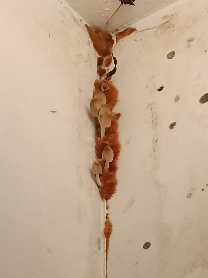 ▲網友對於租屋處「長香菇」,感到十分傻眼,也建議原PO趕緊搬家。(圖/翻攝自《爆料公社二社》)