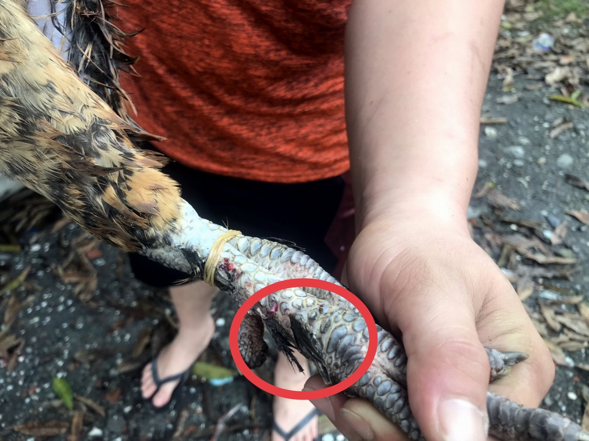 ▲李姓婦人飼養的特殊品種雞隻「北京油雞」被偷，偷嫌章男見到警方，矢口否認，李姓婦人說，嫌犯車上的雞，雞腳上的羽毛特徵，章男嫌伏首認罪。（記者黃正忠翻攝, 2021.08.17）