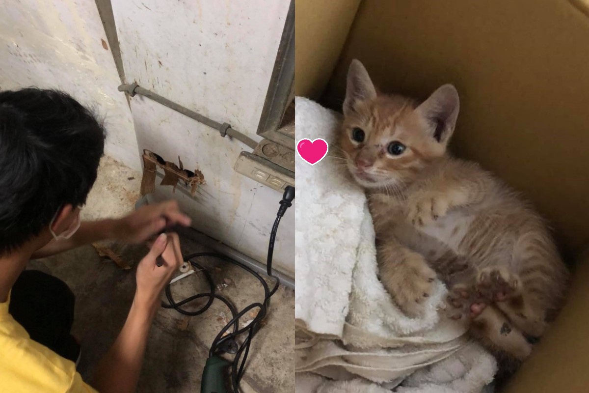 ▲曾小姐在生日當天鑿牆救出一隻小橘貓，網友直呼是「天上掉下來的生日禮物」！（圖／網友曾小姐授權提供）