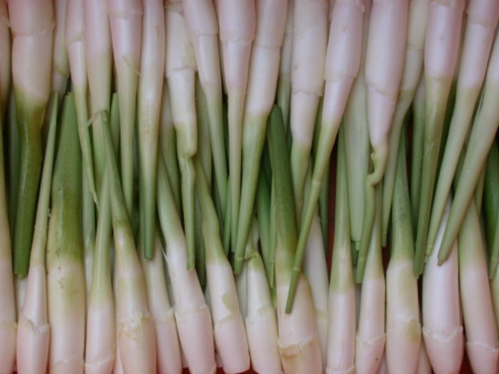 ▲每年5至10月是茭白筍的產季，無論透過「蒸、煮、烤」都能創造非常美味的口感。（圖／翻攝自行政院農業委員會）