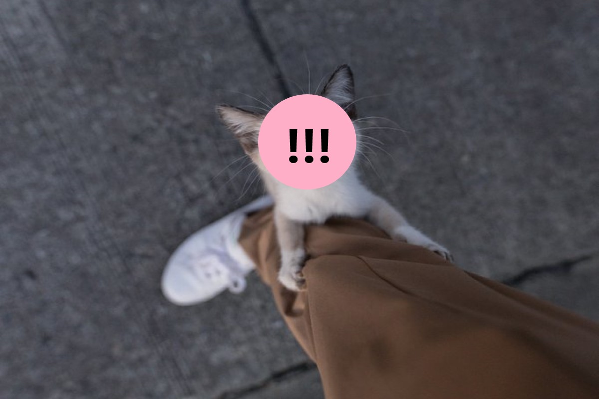 ▲日本一名推主到漁港外拍時，竟被一隻小浪貓爬上小腿求救！（圖／twitter帳號tsumugi20210724）