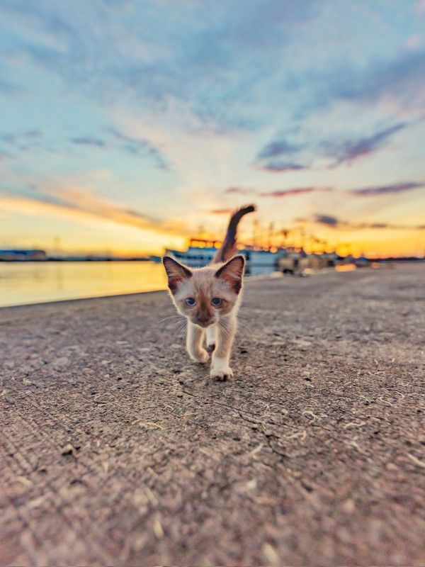 ▲推主到漁港拍攝日落時，一隻暹羅小貓突然朝自己走過來。（圖／twitter帳號tsumugi20210724）