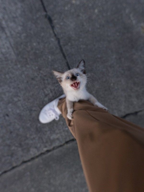 ▲小貓爬上推主的小腿，用力吶喊……（圖／twitter帳號tsumugi20210724）