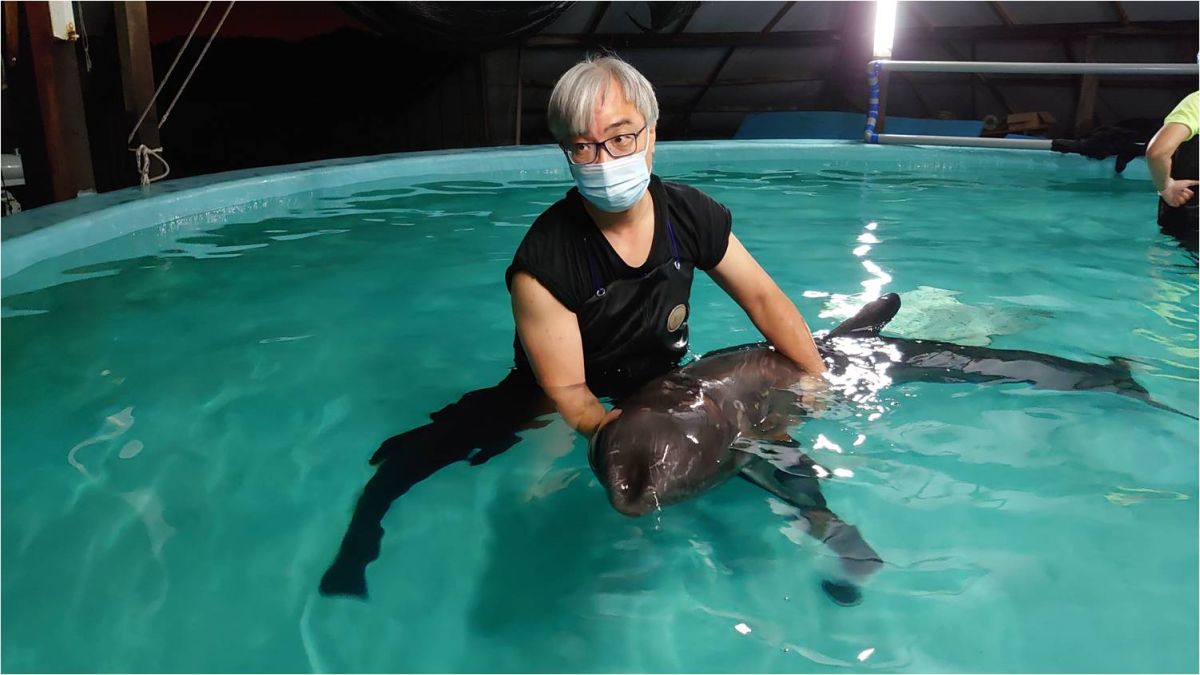 ▲獲救的鯨豚會在搶救池內進行緊急醫療處置與後續復健工作（圖／成大鯨豚中心提供）