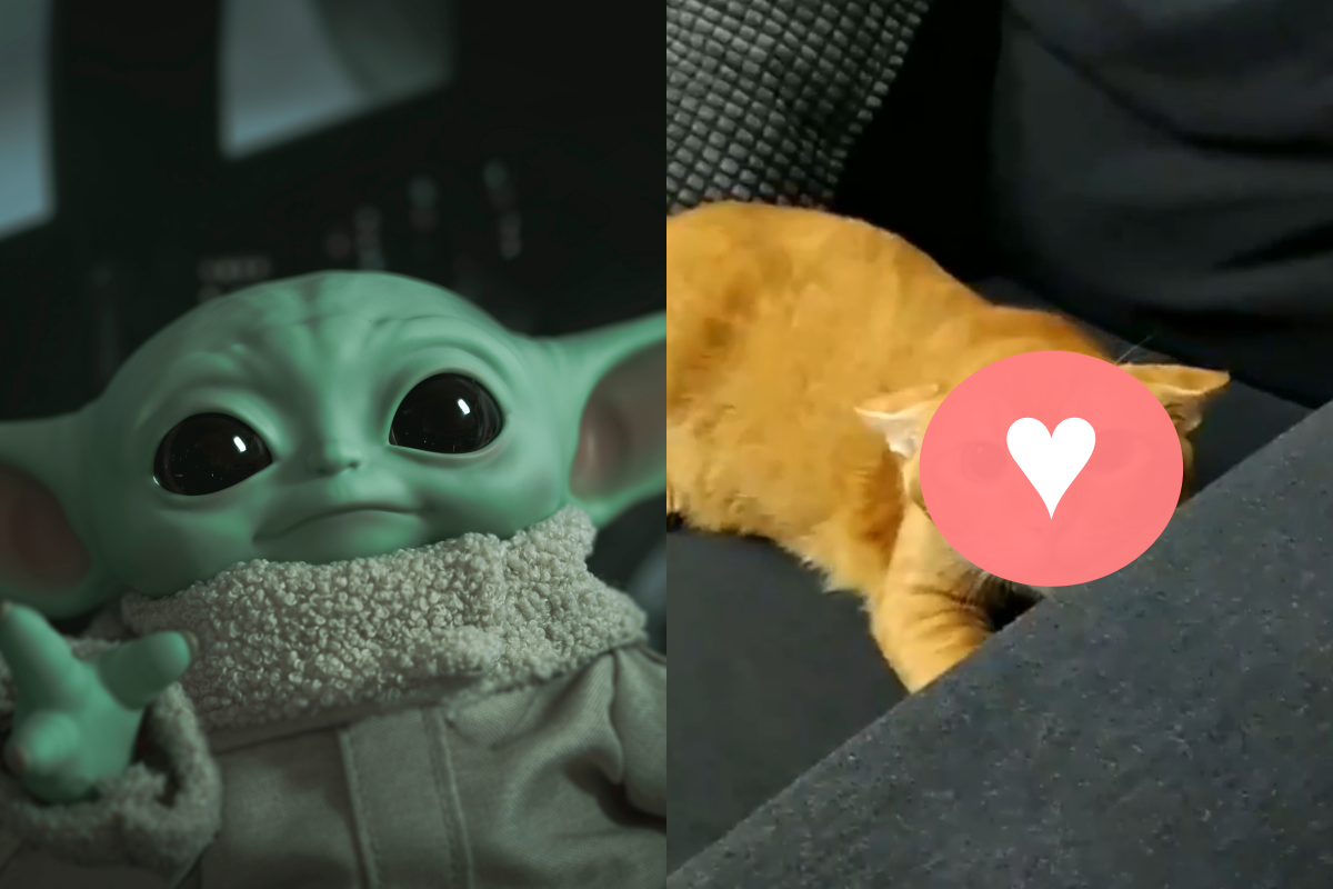 ▲橘貓飛機耳開到看不見，可愛模樣神似《星際大戰》影集中的尤達寶寶。（圖／網友陳夢授權提供、Shutterstock） 