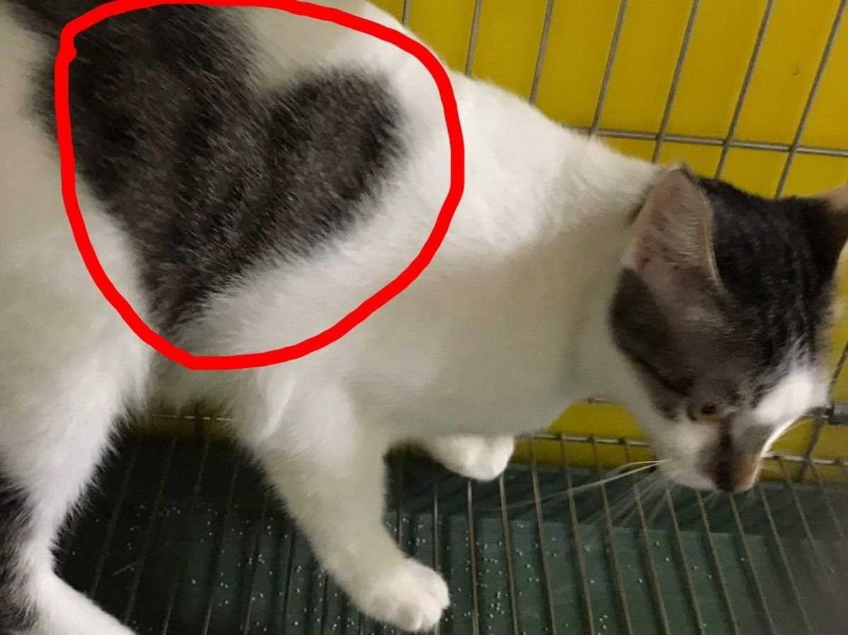 ▲五股動物之家認養出去一隻特殊花紋的混種貓，貓咪身上有個稀有的「心形」虎斑花紋。（圖／新北市政府動保處提供）