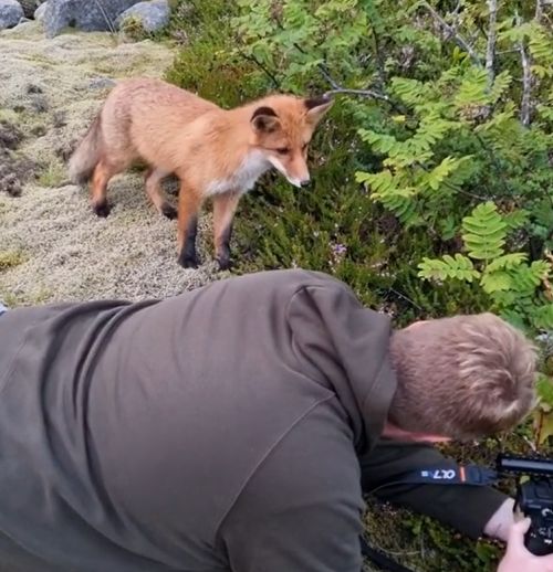 ▲好奇小狐狸走近攝影師，看看他正在做什麼？（圖／Instagram帳號：jens.birkeland）