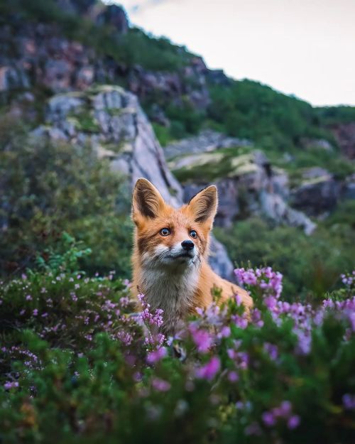 ▲這是哪個山裡的小精靈！（圖／Instagram帳號：jens.birkeland） 