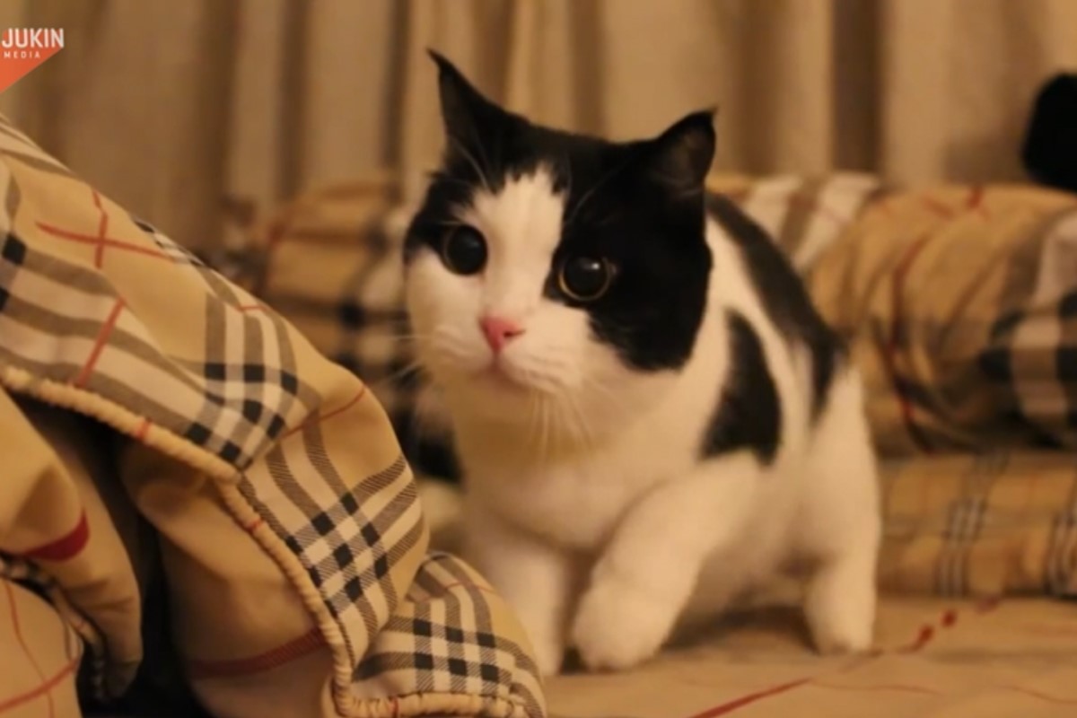 ▲泰國一隻黑白貓玩耍時會狂搖屁屁！（圖／AP+Jukin Media授權提供）