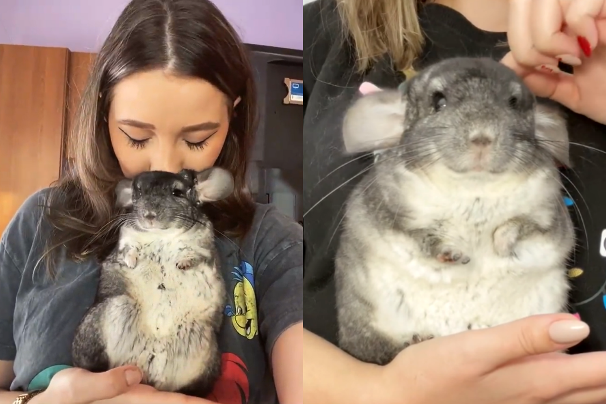 ▲國外一隻肥嘟嘟龍貓被女主人「大口吸頭」，定住呆萌的反應非常可愛！（圖／IG帳號chinchillaspeedy）