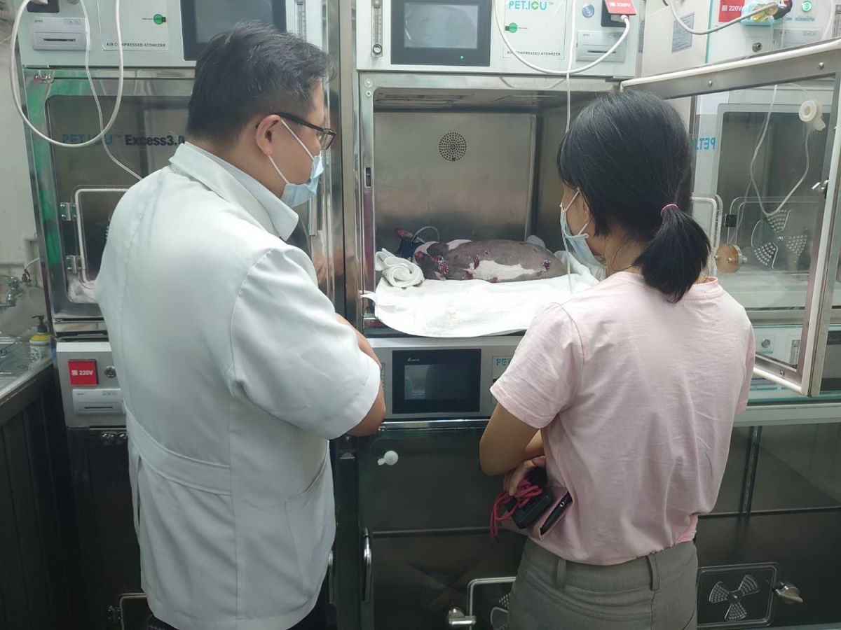 ▲動保處長楊淑方（右）與醫師討論遭虐喵咪治療的情況。（圖／新北市政府動保處提供）