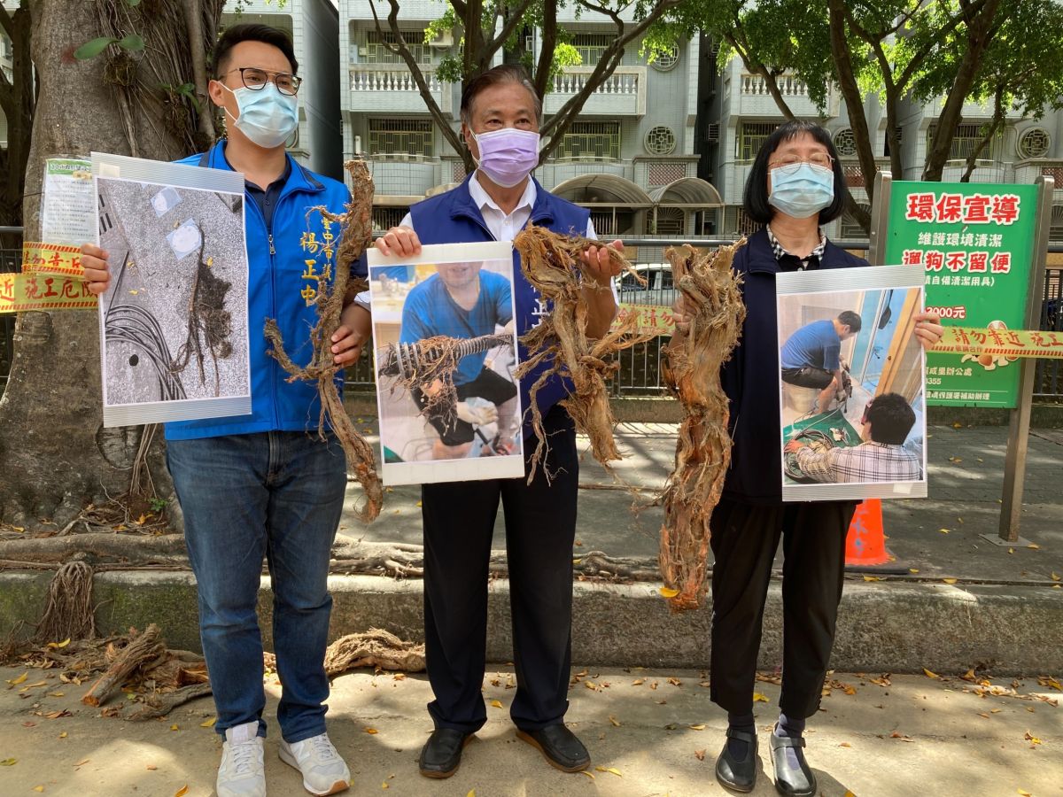 ▲議員楊正中指出，大容西街南屯溪邊護岸榕樹氣根，穿越六米馬路竄進民宅，肇因直指當初進行污水工程時未妥善進行周邊道路檢驗(圖／楊正中提供2021.8.20)