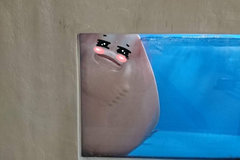 魟魚躲櫥窗「偷看」 嬌羞行為宛如懷春少女!