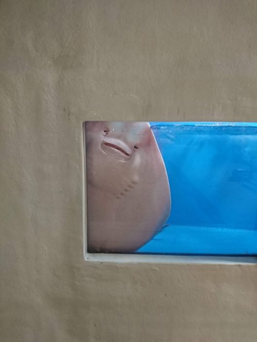▲魟魚貼在觀景窗上,看起來好像正在偷看誰!(圖/Twitter帳號:tm3aqua)