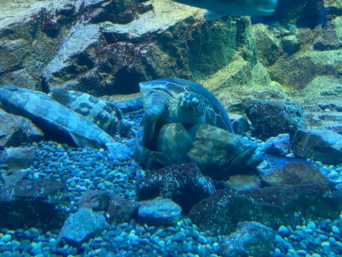 ▲烏龜一把抱上魚!你們是好麻吉嗎?(圖/Twitter帳號:tm3aqua)