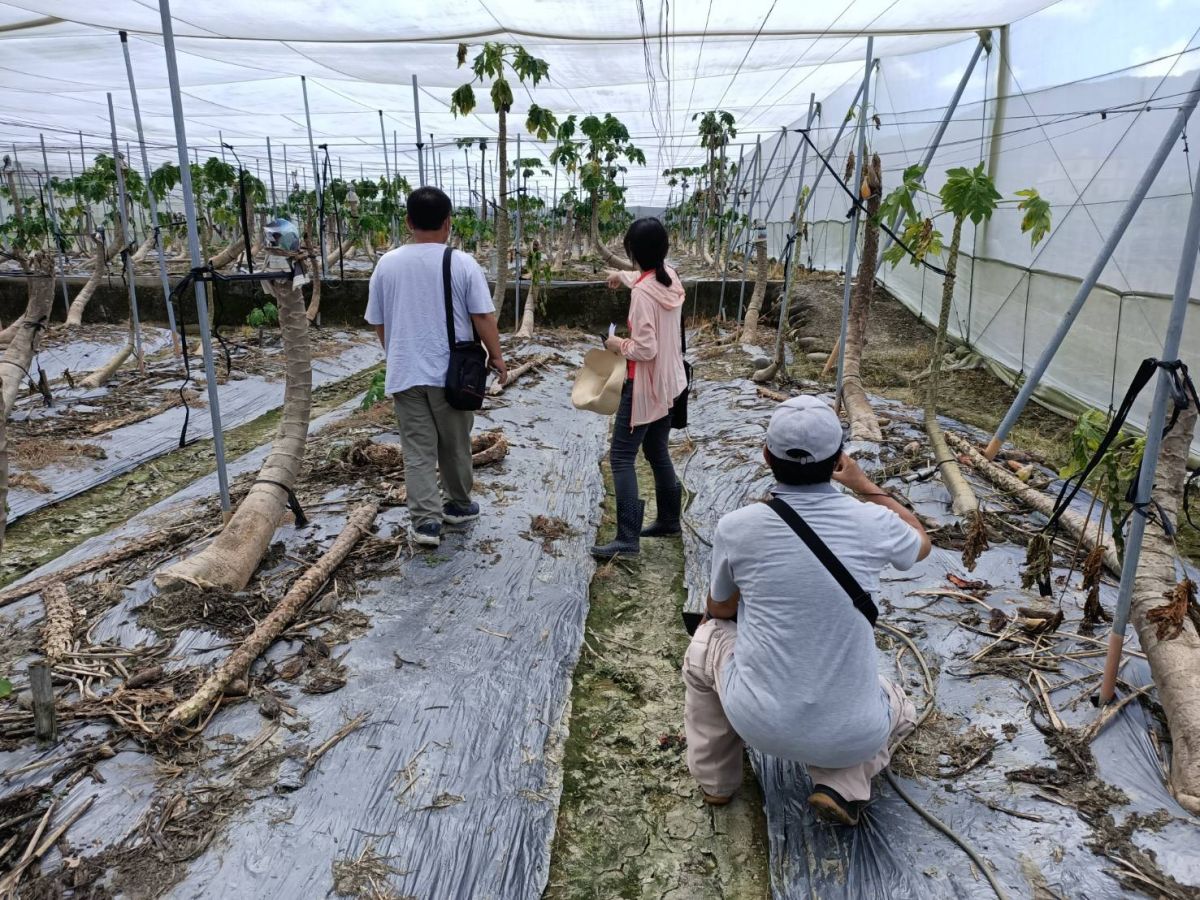 ▲高雄農損救助從速、從寬、從簡凡農損經公所勘查20％申請案件，經審核通過，即可進行撥程序。(圖／高市農業局提供)