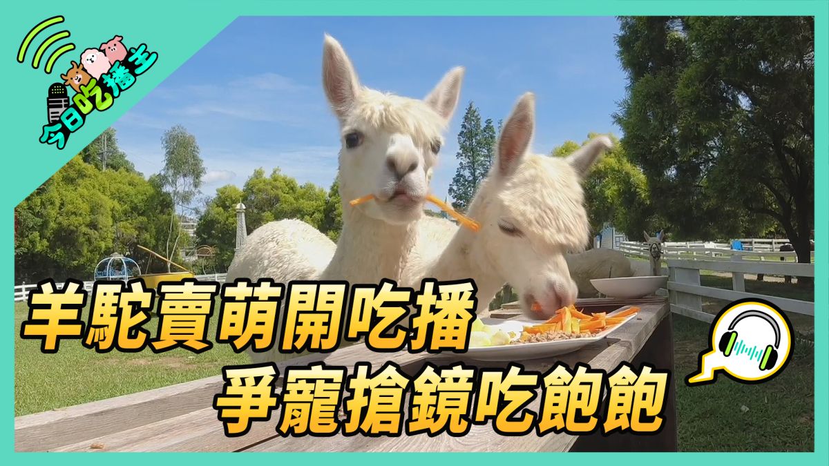 ▲羊駝賣萌開吃播 爭寵搶鏡吃飽飽。(圖／NOWnews )