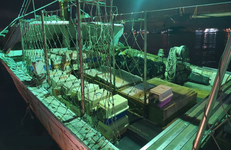 ▲漁船密艙起出62只裝貓隻的提籠。（圖／翻攝畫面）