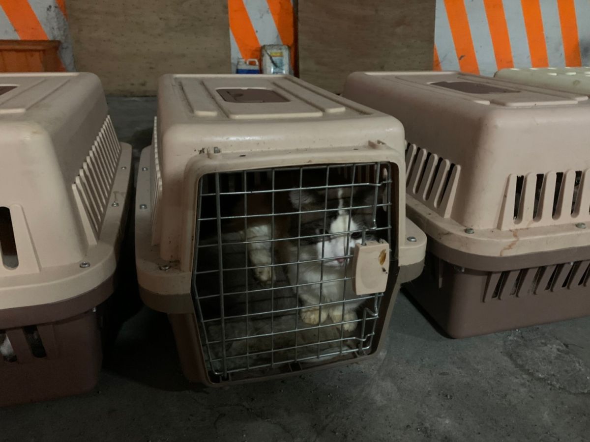 ▲海巡署查獲的154隻走私品種貓，今日已遭防檢局安樂死。（圖／海巡署提供）