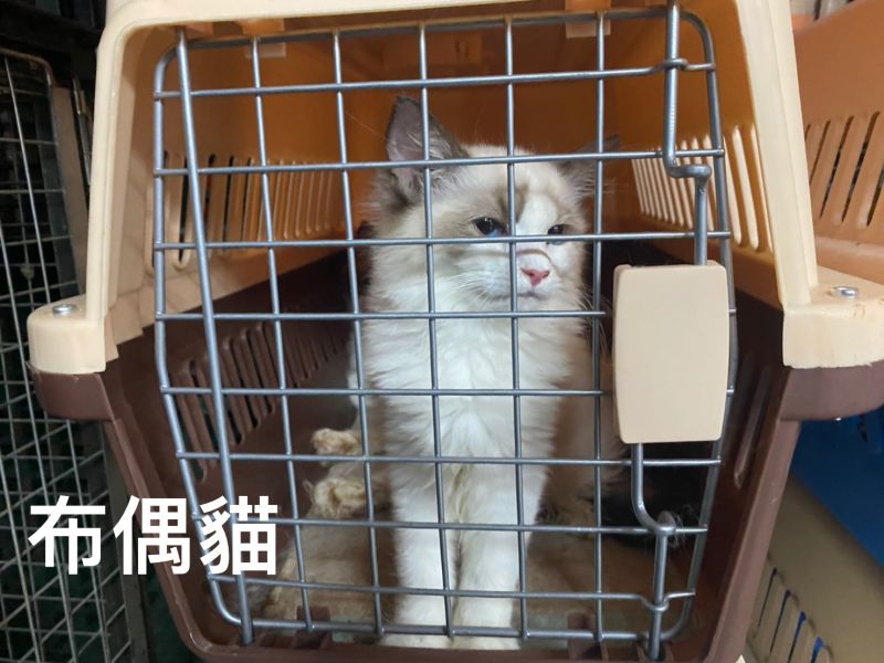 ▲海巡署查獲的154隻走私品種貓，今日已遭防檢局安樂死。（圖／海巡署提供）