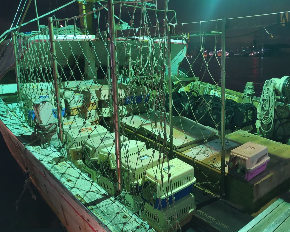 ▲海巡署偵防分署高雄查緝隊破獲漁船走私154隻品種貓並全數撲殺，對此，中興大學獸醫學院院長張照勤院長則公開列出8點建議給農委會。(圖／海巡署偵防分署高雄查緝隊提供)