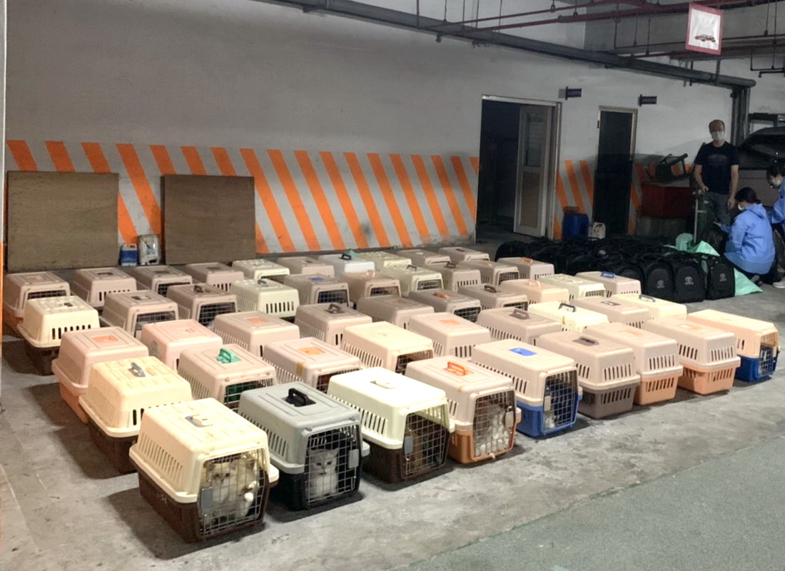 ▲海巡署查獲漁船走私154隻品種貓隻，昨（21）日下午已全數安樂死，引起社會各界爭論。(圖／海巡署偵防分署高雄查緝隊提供)