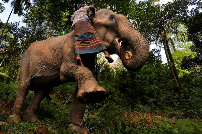斯里蘭卡頒布新動保法　禁止酒後騎大象行為
