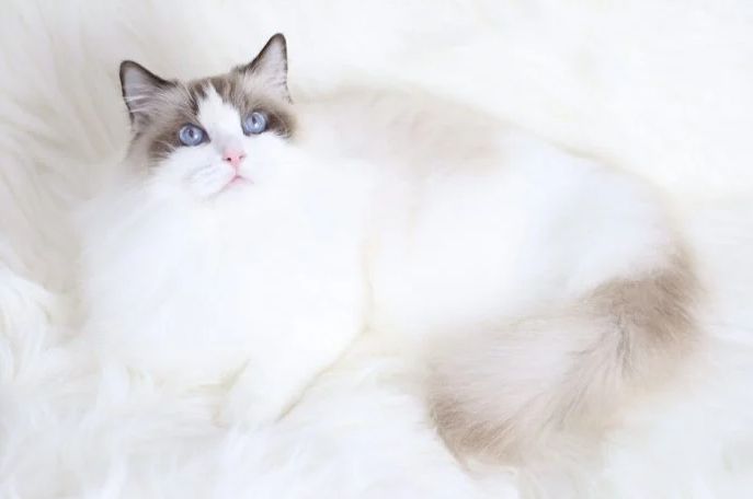 ▲日前154隻走私品種貓依法遭安樂死掀起廣大討論，有內行網友就分享正規品種貓舍的成本，並呼籲別因價格尋求非正規貓舍的管道購買名種貓。（圖／翻攝Dcard）