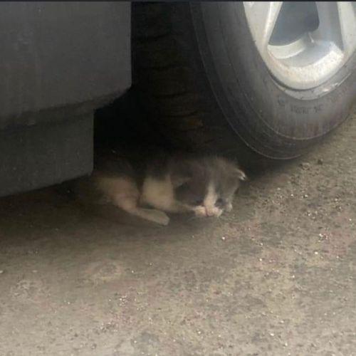▲小貓躲在車子底下，若車主沒看到牠的存在必定會發生憾事！（圖／Instagram帳號：alleycatrescue） 