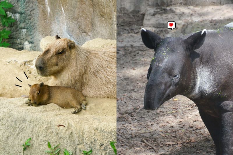 ▲水豚初當媽咪產下兩隻寶寶，連馬來貘都抵擋不住來偷看！（圖／Taipei Zoo授權提供）