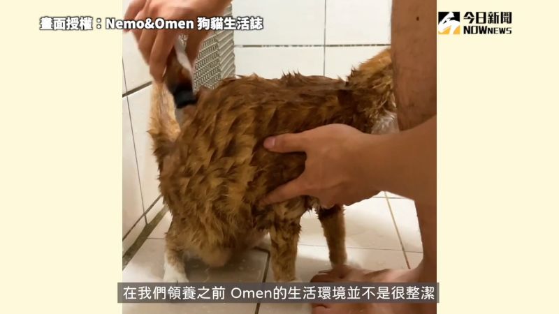 ▲大多數的貓咪都不太喜歡洗澡,為了讓貓咪乾淨,只能請牠多多忍耐。圖/Nemo&Omen