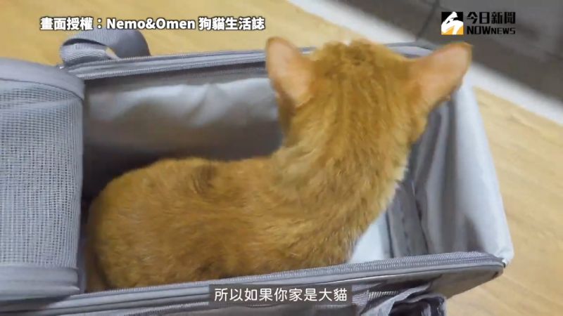 ▲若有需要將貓咪帶出門,可以選購適合的外出包。(圖/Nemo&Omen
