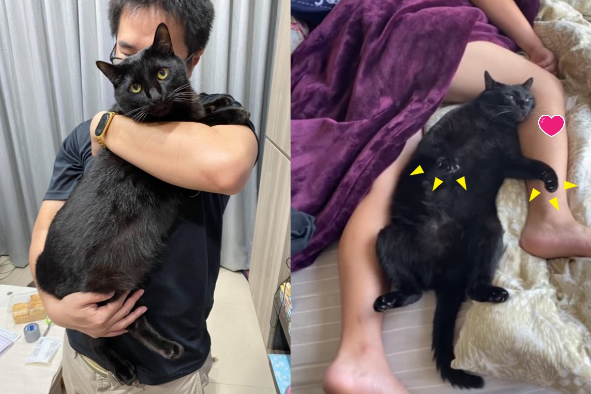 ▲黑貓「哺哺」很黏把拔，日前趁他賴床時躺在胯下開心地開掌花！（圖／網友Ann Chan授權提供）