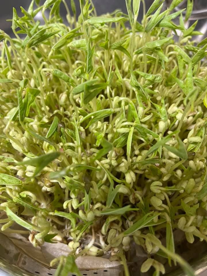 ▲原PO在臉書社團《家常菜》詢問,為什麼豆芽菜種起來變綠色?(圖/翻攝自臉書社團《家常菜》)