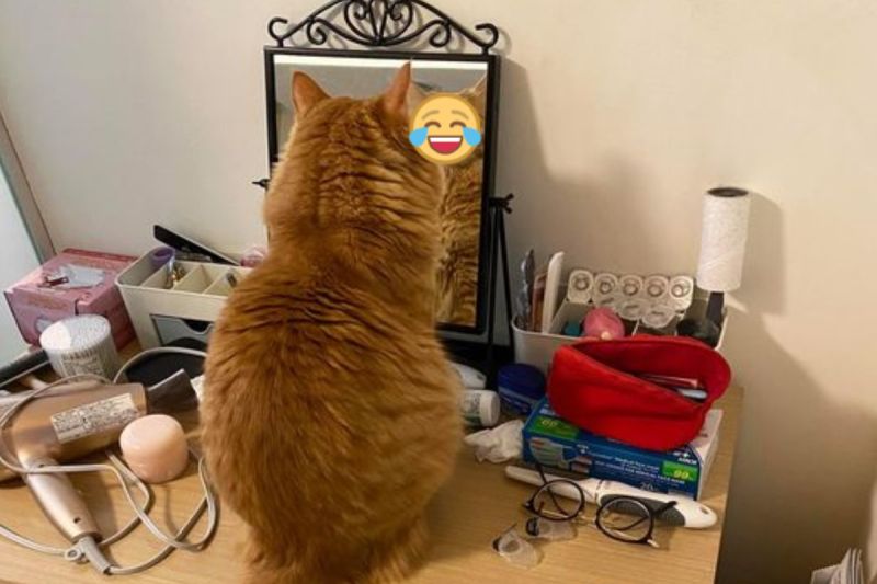 ▲網友Wayne家的橘貓不停看著鏡子裡的自己！（圖／網友Wayne Liu授權提供）