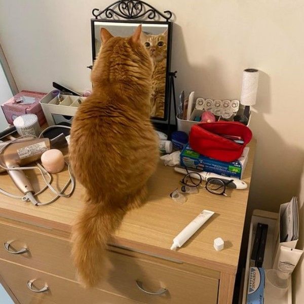 ▲日前奶油獅發現鏡子裡的自己，竟然站在這裡看了半個多小時！（圖／網友Wayne