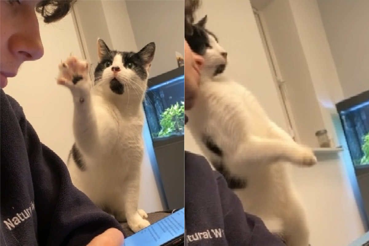 ▲國外有飼主分享，他在滑手機時，愛貓不斷揮手、拍肩，想吸引他的注意。（圖／AP美聯社&Jukin Media）