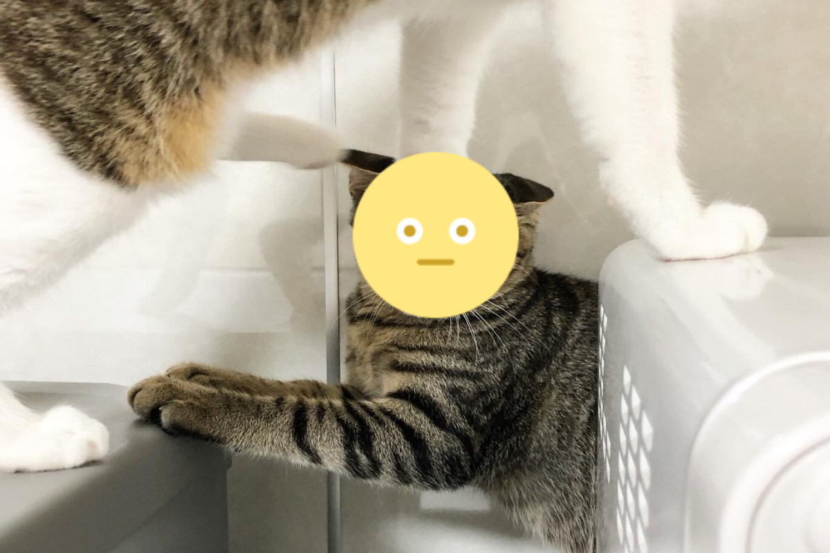 ▲虎斑貓慘遭同伴「踩頭路過」！（圖／twitter帳號o88358659）