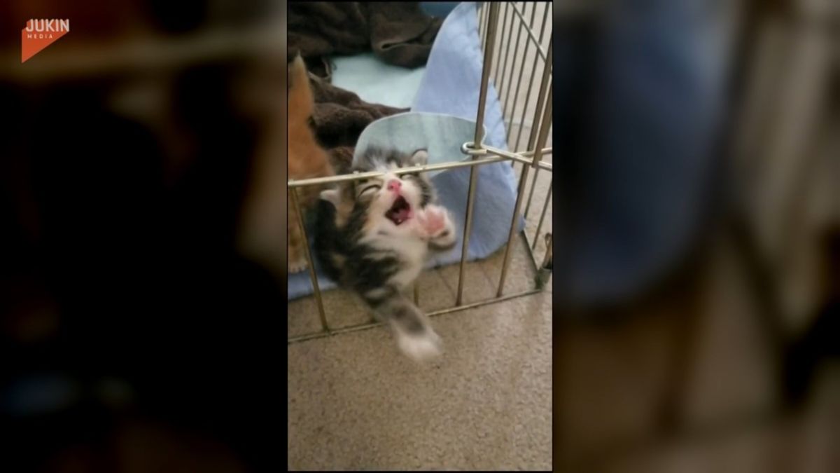 ▲柵門大開，毛小孩卡住籠子上演「放我出去」戲碼 ，學習從籠子出來的模樣笑翻主人。（圖／美聯社AP／Jukin Media　授權）