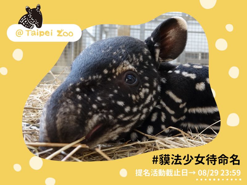 ▲(圖/翻攝自台北市立動物園)