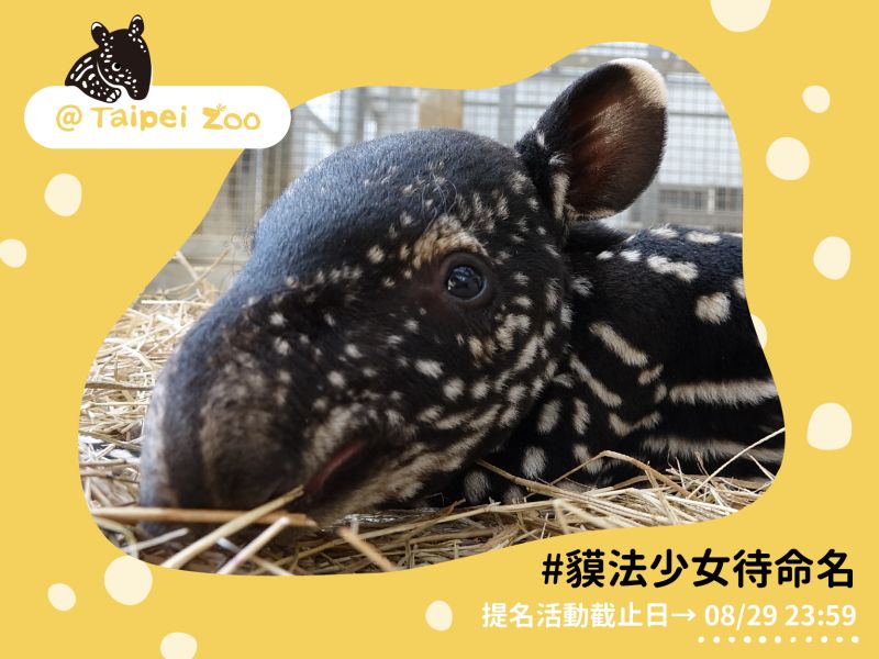 ▲（圖／翻攝自台北市立動物園）