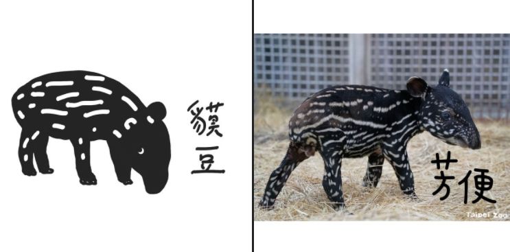 ▲馬來貘(圖/翻攝自台北市動物園)