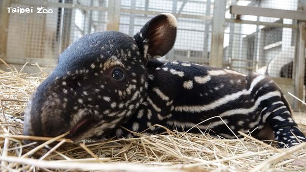 ▲馬來貘(圖/翻攝自台北市動物園)