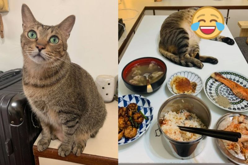 ▲網友Loye Guo日前吃飯時，桌上竟出現肥美虎斑貓，讓他笑說「吃個飯像在拜地基主」。（圖／網友Loye Guo授權提供）